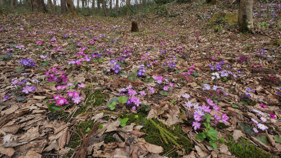 雪国植物園トップ画像１