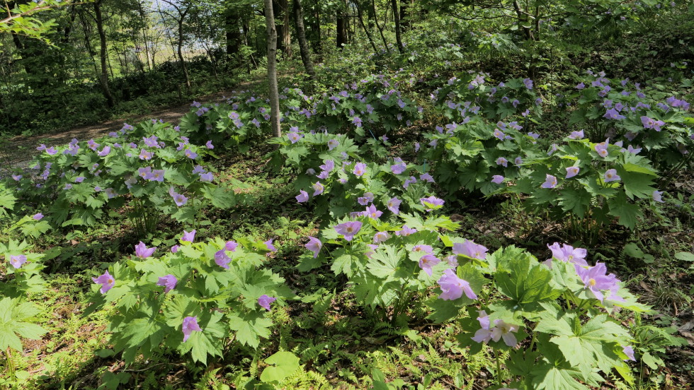 雪国植物園トップ画像２